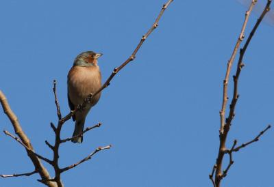 Pinson des arbres Fringilla coelebs Linnaeus, 1758