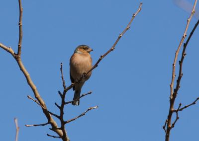 Pinson des arbres Fringilla coelebs Linnaeus, 1758
