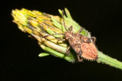 Corise de la jusquiame Corizus hyoscyami (Linnaeus, 1758)