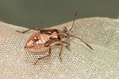  Liorhyssus hyalinus (Fabricius, 1794)
