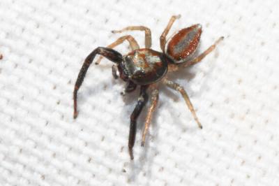  Icius hamatus (C.L. Koch, 1846)
