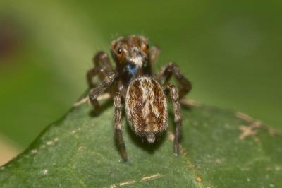  Saitis barbipes (Simon, 1868)