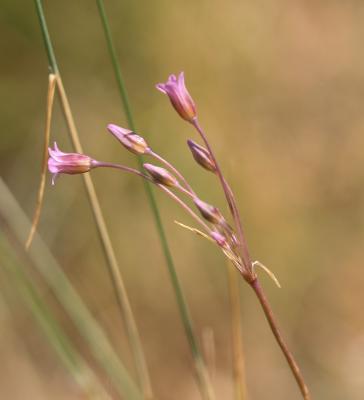 Ail à fleurs peu nombreuses Allium parciflorum Viv., 1825