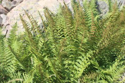 Dryoptéris des montagnes, Dryoptéris des oréades Dryopteris oreades Fomin, 1911