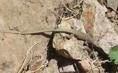 Lézard de Bedriaga Archaeolacerta bedriagae (Camerano, 1885)