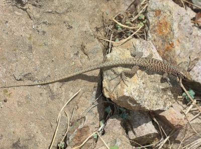 Lézard de Bedriaga Archaeolacerta bedriagae (Camerano, 1885)