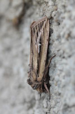 L blanc (Le) Mythimna l-album (Linnaeus, 1767)