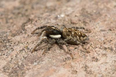  Menemerus semilimbatus (Hahn, 1827)