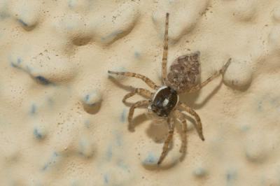  Menemerus semilimbatus (Hahn, 1827)