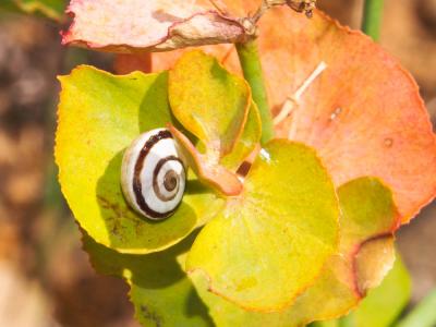 Caragouille rosée Theba pisana (O.F. Müller, 1774)