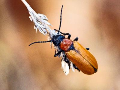 Lupérus portugais Exosoma lusitanicum (Linnaeus, 1767)