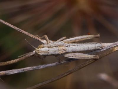  Acrididae MacLeay, 1821