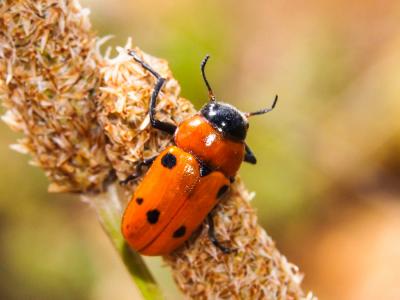 Antipe à six tâches Tituboea sexmaculata (Fabricius, 1781)