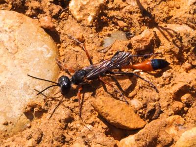  Ammophila heydeni Dahlbom, 1845