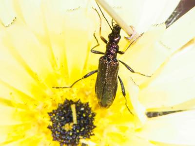  Oedemera flavipes (Fabricius, 1792)