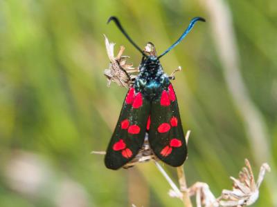 Zygène du Pied-de-Poule (La), Zygène des Lotiers ( Zygaena filipendulae (Linnaeus, 1758)