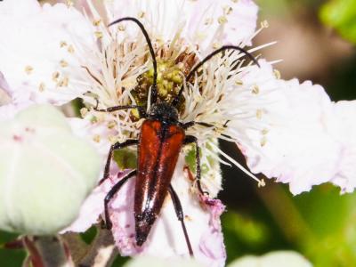  Stenurella bifasciata (Müller, 1776)