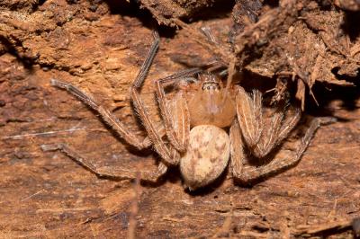  Olios argelasius (Walckenaer, 1806)