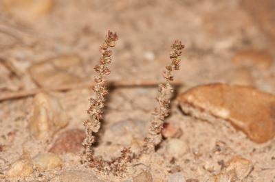 Crassule mousse, Mousse fleurie Crassula tillaea Lest.-Garl., 1903