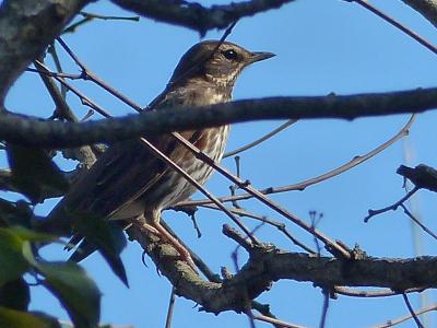 Grive mauvis Turdus iliacus Linnaeus, 1766