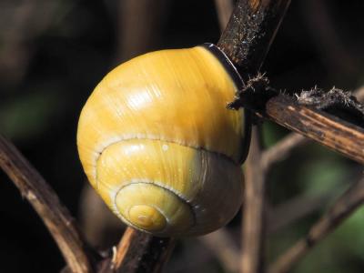 Escargot des haies Cepaea nemoralis (Linnaeus, 1758)