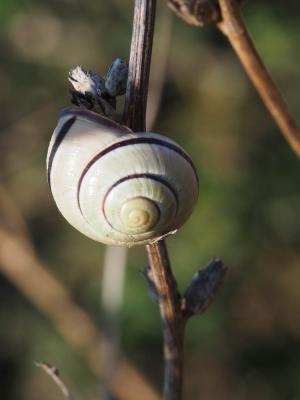 Escargot des haies Cepaea nemoralis (Linnaeus, 1758)