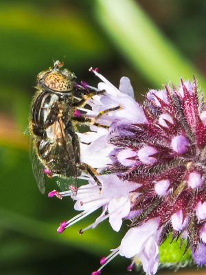  Eristalinus aeneus (Scopoli, 1763)