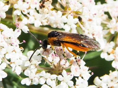  Arge ochropus (Gmelin, 1790)