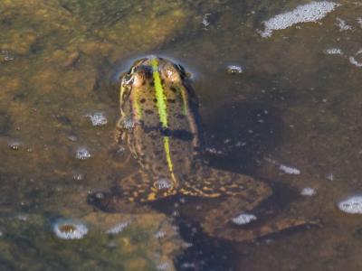 Grenouille rieuse Pelophylax ridibundus (Pallas, 1771)