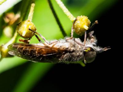 Taon Haematopota pluvialis (Linnaeus, 1758)