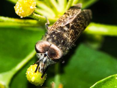 Taon Haematopota pluvialis (Linnaeus, 1758)
