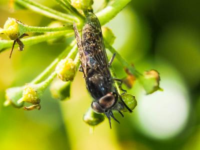 Taon Haematopota pluvialis (Linnaeus, 1758)