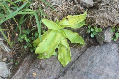 Grassette des Alpes, Grassette de Corse Pinguicula corsica Bernard & Gren., 1853