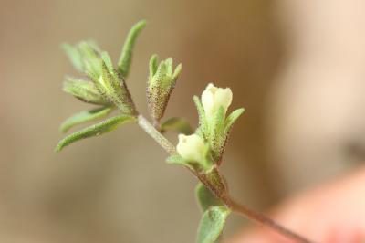 Euphraise de Corse, Odontitès de Corse Odontites corsicus (Loisel.) G.Don, 1838