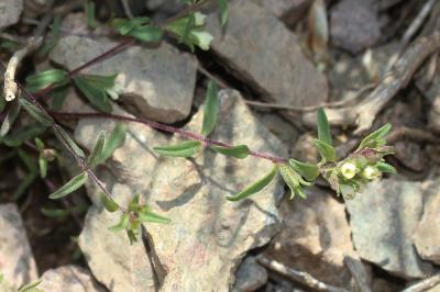 Euphraise de Corse, Odontitès de Corse Odontites corsicus (Loisel.) G.Don, 1838