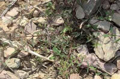 Euphraise de Corse, Odontitès de Corse Odontites corsicus (Loisel.) G.Don, 1838