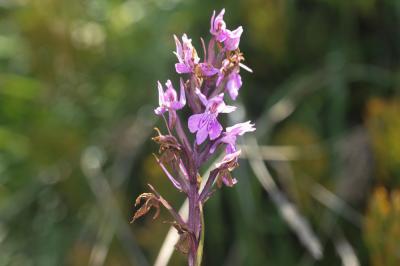 Dactylorhize à sac, Orchis à sac Dactylorhiza saccifera (Brongn.) Soó, 1962