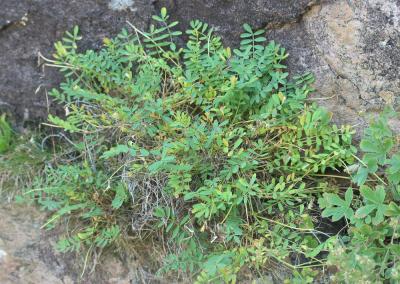  Hippocrepis conradiae Gamisans & Hugot, 2011