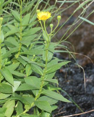 Doronic de Corse Doronicum corsicum (Loisel.) Poir., 1812
