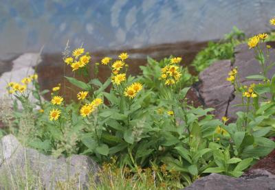 Doronic de Corse Doronicum corsicum (Loisel.) Poir., 1812