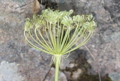 Laser de Corse, Laser à feuilles de petite ciguë Laserpitium halleri subsp. cynapiifolium (Viv. ex DC.) P.Fourn., 1937