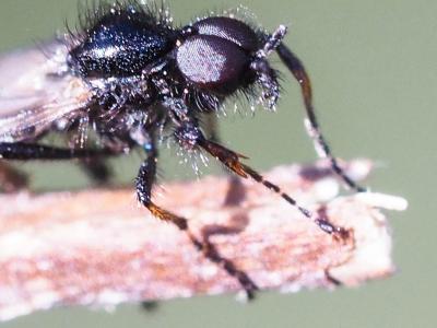  Bibionidae 
