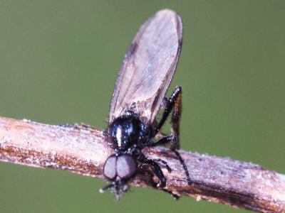  Bibionidae 