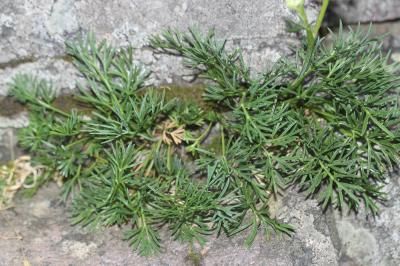 Faux-ammi fluet, Faux-ammi grêle Ammoides pusilla (Brot.) Breistr., 1947