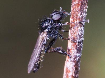  Bibionidae 