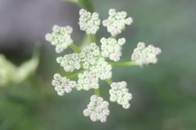 Faux-ammi fluet, Faux-ammi grêle Ammoides pusilla (Brot.) Breistr., 1947