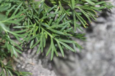 Faux-ammi fluet, Faux-ammi grêle Ammoides pusilla (Brot.) Breistr., 1947