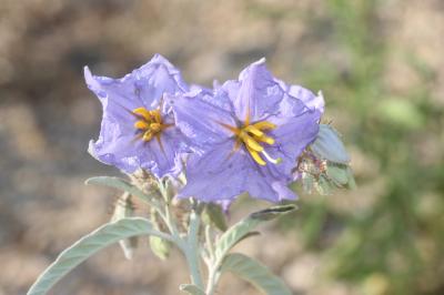 Morelle à feuilles de chalef Solanum elaeagnifolium Cav., 1795
