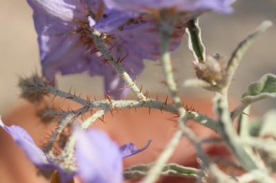 Morelle à feuilles de chalef Solanum elaeagnifolium Cav., 1795