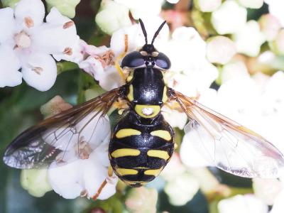  Chrysotoxum cautum (Harris, 1776)